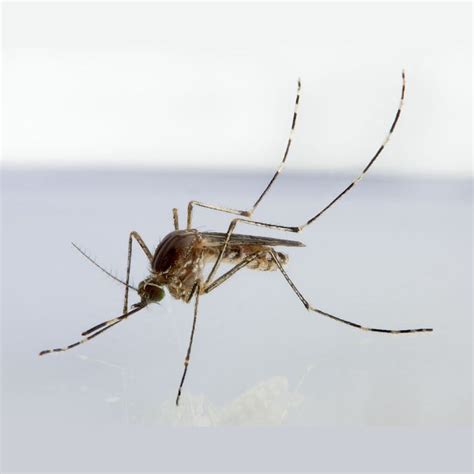 What is a Vector? - Orange County Mosquito and Vector Control District