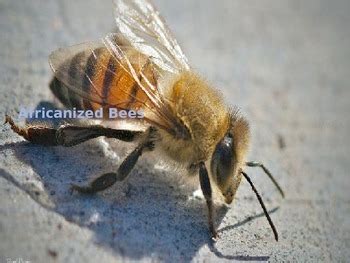 Africanized Bee - Power Point Facts History Pictures - Killer Bee