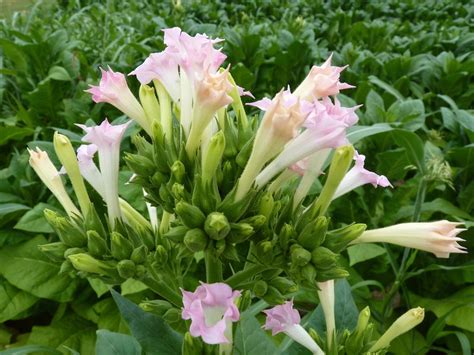 Flowers of the Tobacco (Nicotiana tabacum) | Nicotiana tabac… | Flickr