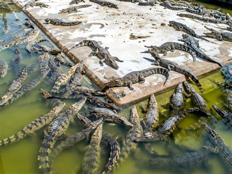 crocodile-farm-Sitthipong-Pengjan-Shutterstock - Green Queen