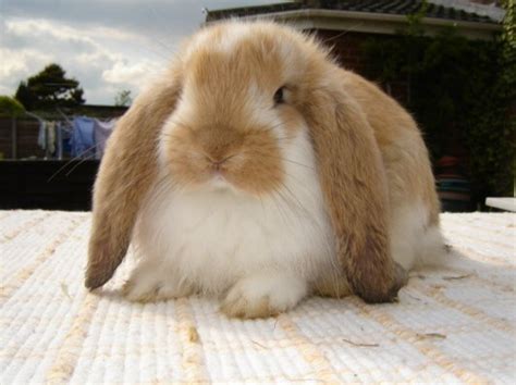 Best 10 Rabbit Breeds as Pets for Children | PetHelpful