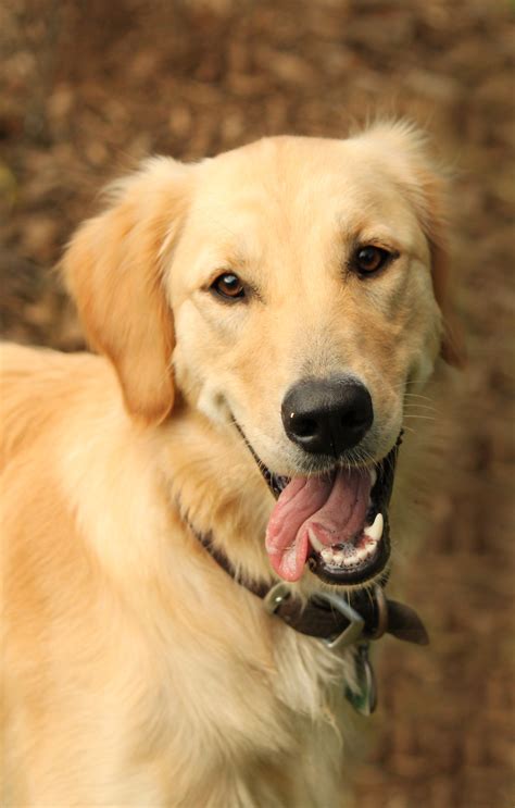 Free photo: Labrador retriever dog - Angle, Labrador, Studio - Free ...