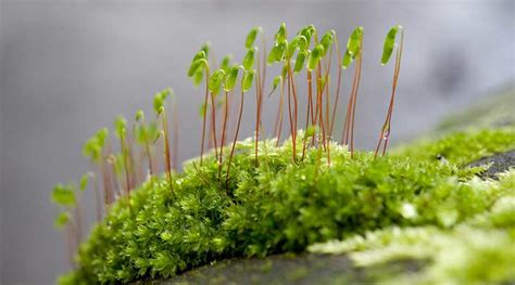 Bryophyta: Classification, Distribution & Characteristics : Plantlet