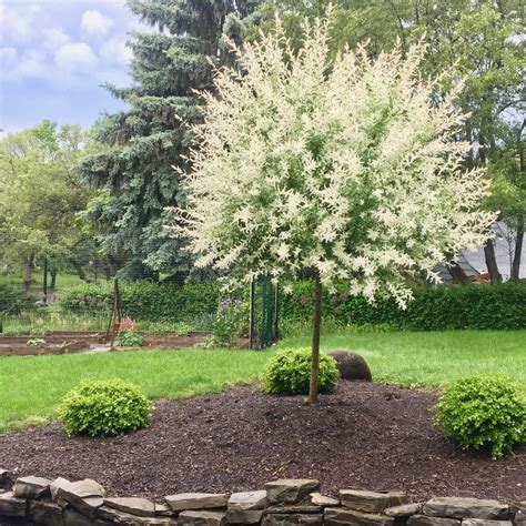 Japanese Dappled Willow | Privacy landscaping, Dappled willow tree ...