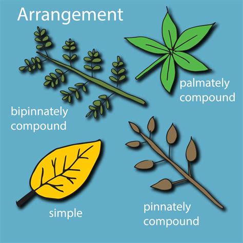 Pinnate Leaf: Definition, Structure, And Examples - [Updated August 2024 ]