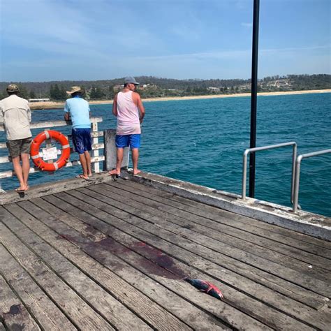 Tathra Wharf Fishing | Tathra NSW