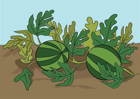 Premium Vector | Vector illustration of watermelon plant