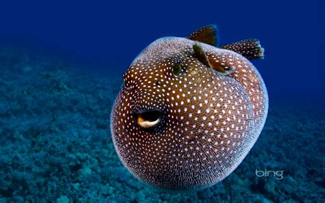 Pufferfish HD Wallpapers and Backgrounds