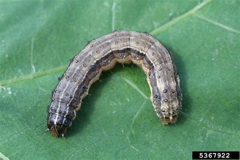 The rise of the Fall armyworm - Urban Plant Health Network | Urban ...