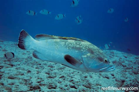 Epinephelus marginatus - Dusky Grouper | ReefLifeSurvey.com