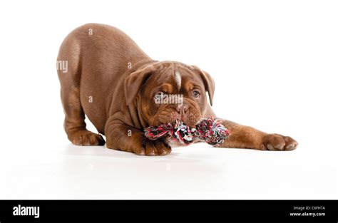 English Bulldog - puppy - playing Stock Photo - Alamy