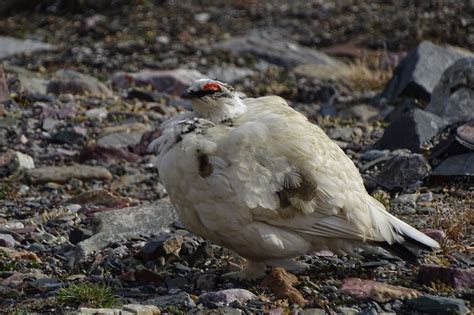 Ptarmigan | Facts, pictures & more about Ptarmigan