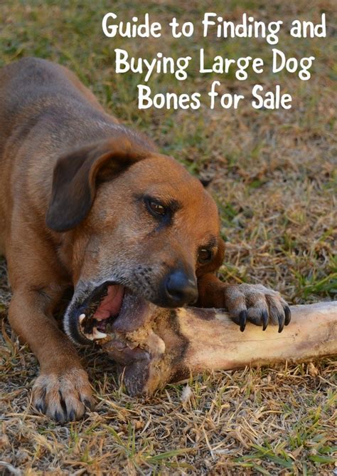 Guide to Finding Big Dog Bones for Sale -DogVills