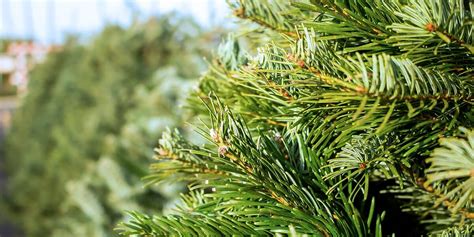 Artificial vs. Fresh Cut Christmas Trees: The Pros and Cons | Platt Hill Nursery | Blog & Advice