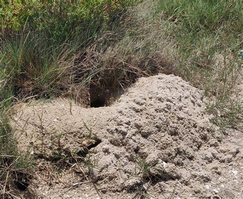 First in India, Tamil Nadu’s Great Vedaranyam Swamp turns breeding ground for burrow nesting ...