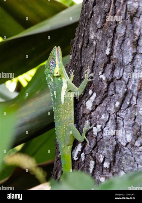 A knight anole, Anolis equestris, also known as Cuban knight anole or ...