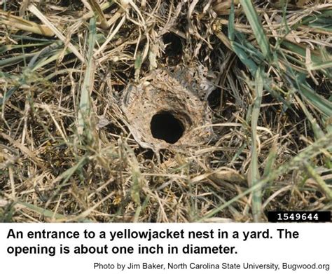 Yellowjackets in the Landscape | NC State Extension Publications