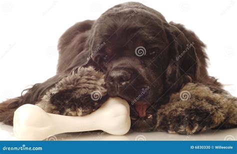 Dog chewing on bone stock photo. Image of protect, cocker - 6830330