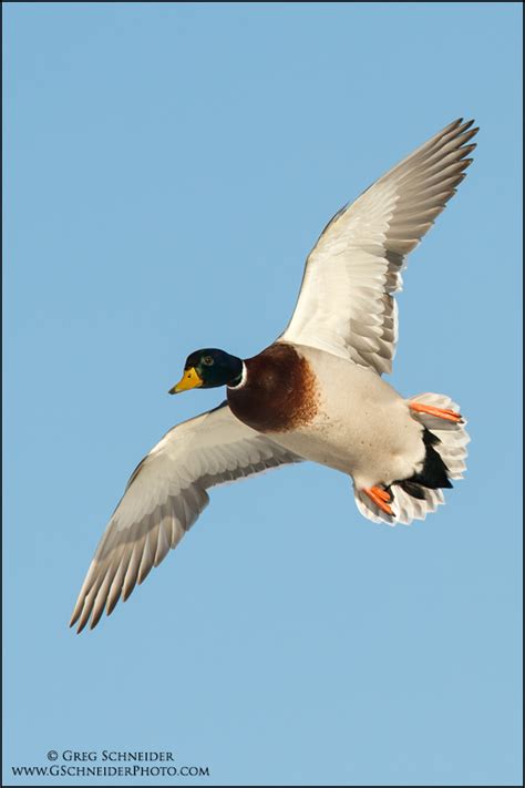 Drake Mallard banking