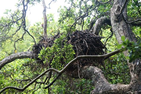 Hammerkop Nest | The Hammerkop (Scopus umbretta) is a compul… | Flickr