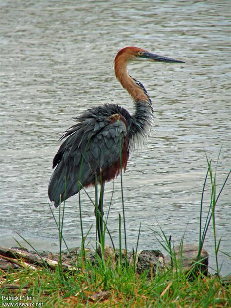 White-bellied Heron - Ardea insignis