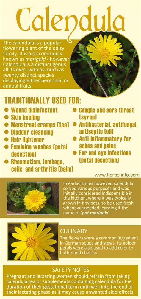 Uses And Benefits Of Calendula | Calendula, Calendula benefits, Calendula flower