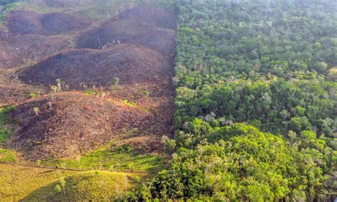 Unser ganzheitlicher Ansatz, um die Zerstörung des Regenwalds aufzuhalten | Rainforest Alliance ...