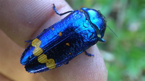 Blue Beetle Insect