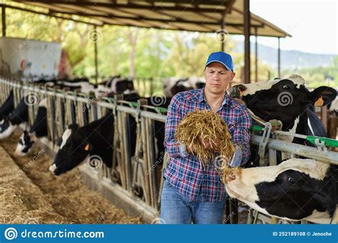 Farmer Cowboy at Cow Farm Ranch Stock Photo - Image of milk, business ...