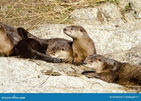 River Otter Family, Victoria, Canada Stock Photo - Image of animal ...