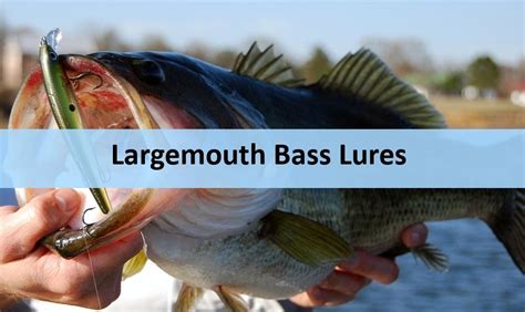 5 Must-Have Lures for Largemouth Bass Fishing : More Fishing Tips