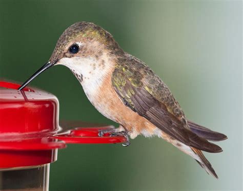 Colorado Hummingbirds