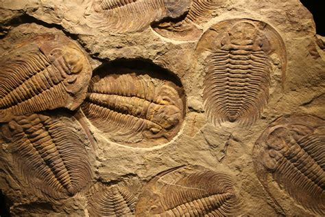 Why did trilobites go extinct? | Live Science