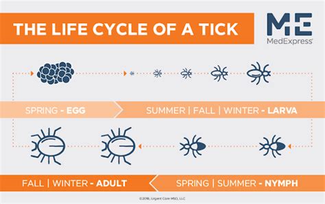 Soft Tick Life Cycle