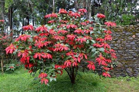 Are Poinsettias Poisonous? Here's What You Need To Know | HuffPost