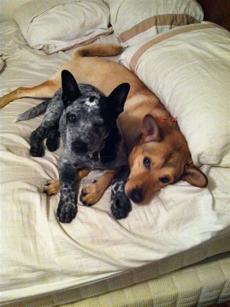 The cutest brothers :) | Cute, Animals, Dogs