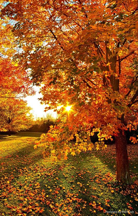 Autumn Forest Sun ~ Marvelous Nature