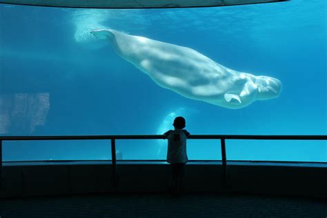 Beluga Whale Adaptations for Almost Everything are Totally Awing ...