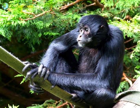 Black Spider Monkey Characteristics | Ateles paniscus Diet & Facts