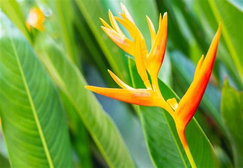 Heliconia flower or Heliconia Golden Torch. Exotic tropical flowers in ...