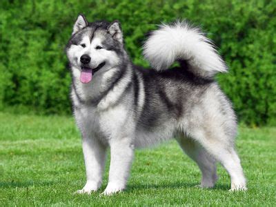 Alaskan Malamute | Description, Temperament, & Facts | Britannica