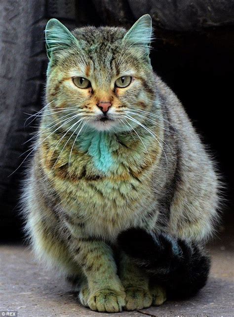 Emerald Cat Gets a Refreshing Bath