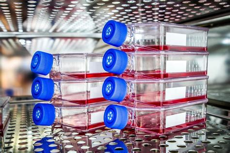 What Are The Purposes And Types Of Cell Culture Plates?