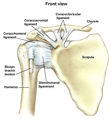 The Amazing Bodybuilding: Shoulder Ligaments : A Common Injury With ...