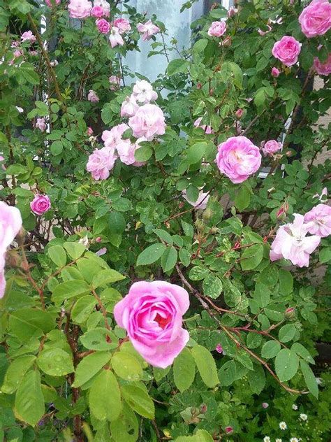 identification - What kind of rose bush is this? - Gardening ...