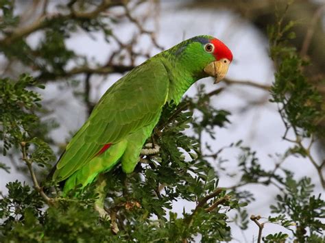 Loro Tamaulipeco - eBird