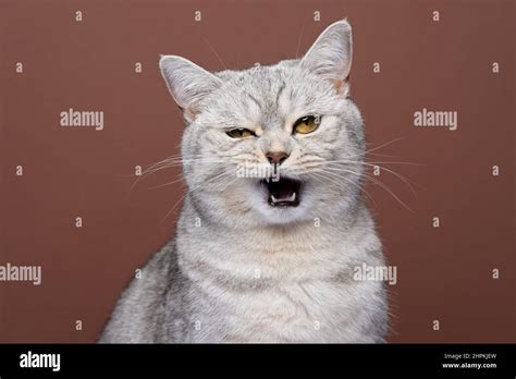 fluffy angry cat with mouth open portrait on brown background meowing ...