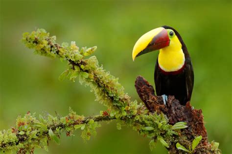 80+ Toucan Nicaragua Costa Rica Rainforest Stock Photos, Pictures & Royalty-Free Images - iStock