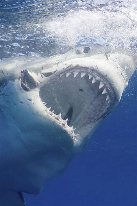 Great White Shark From Below