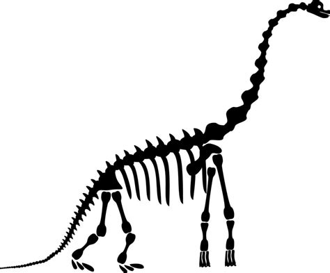 Diplodocus skeleton. Ancient prehistoric animal dinosaur. Big animal of the prehistoric Mesozoic ...